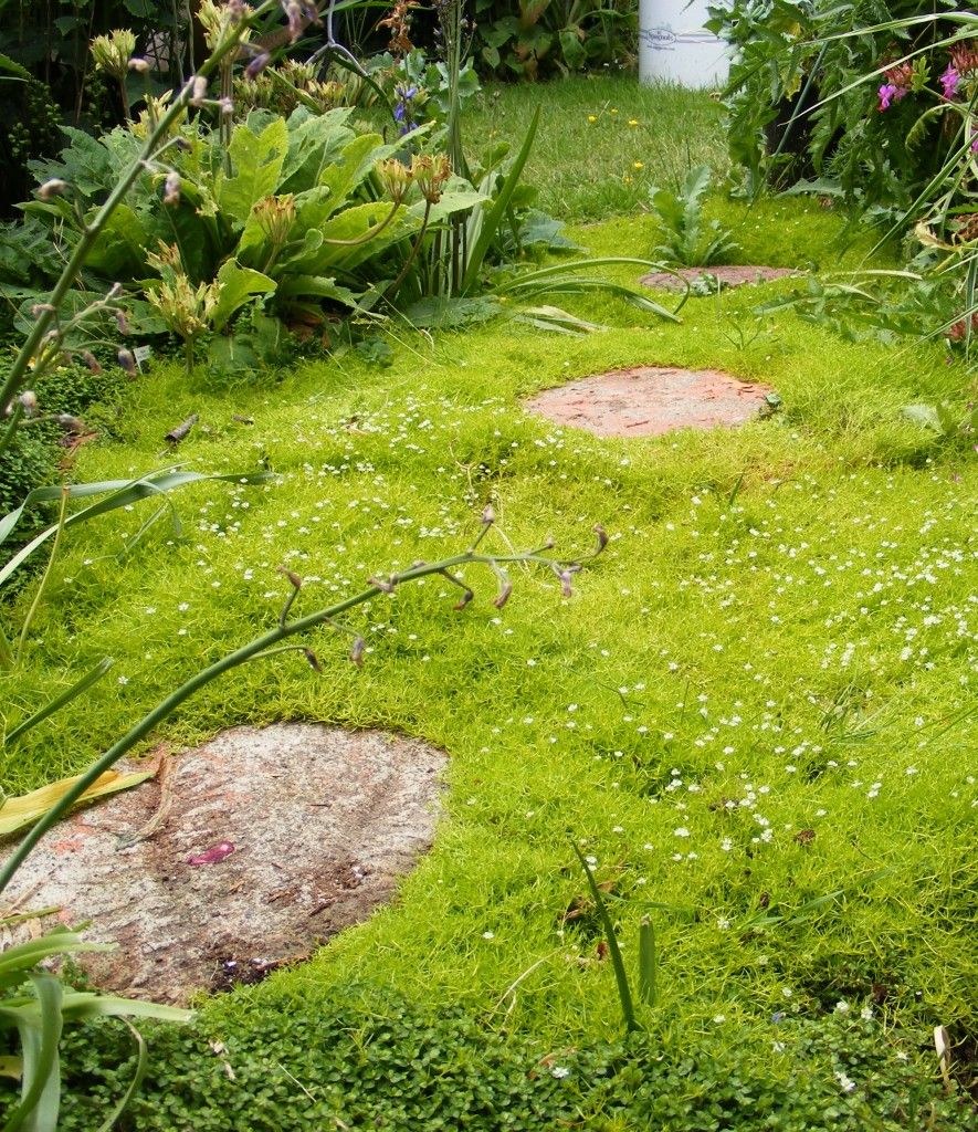 Мшанка шиловидная Мосс