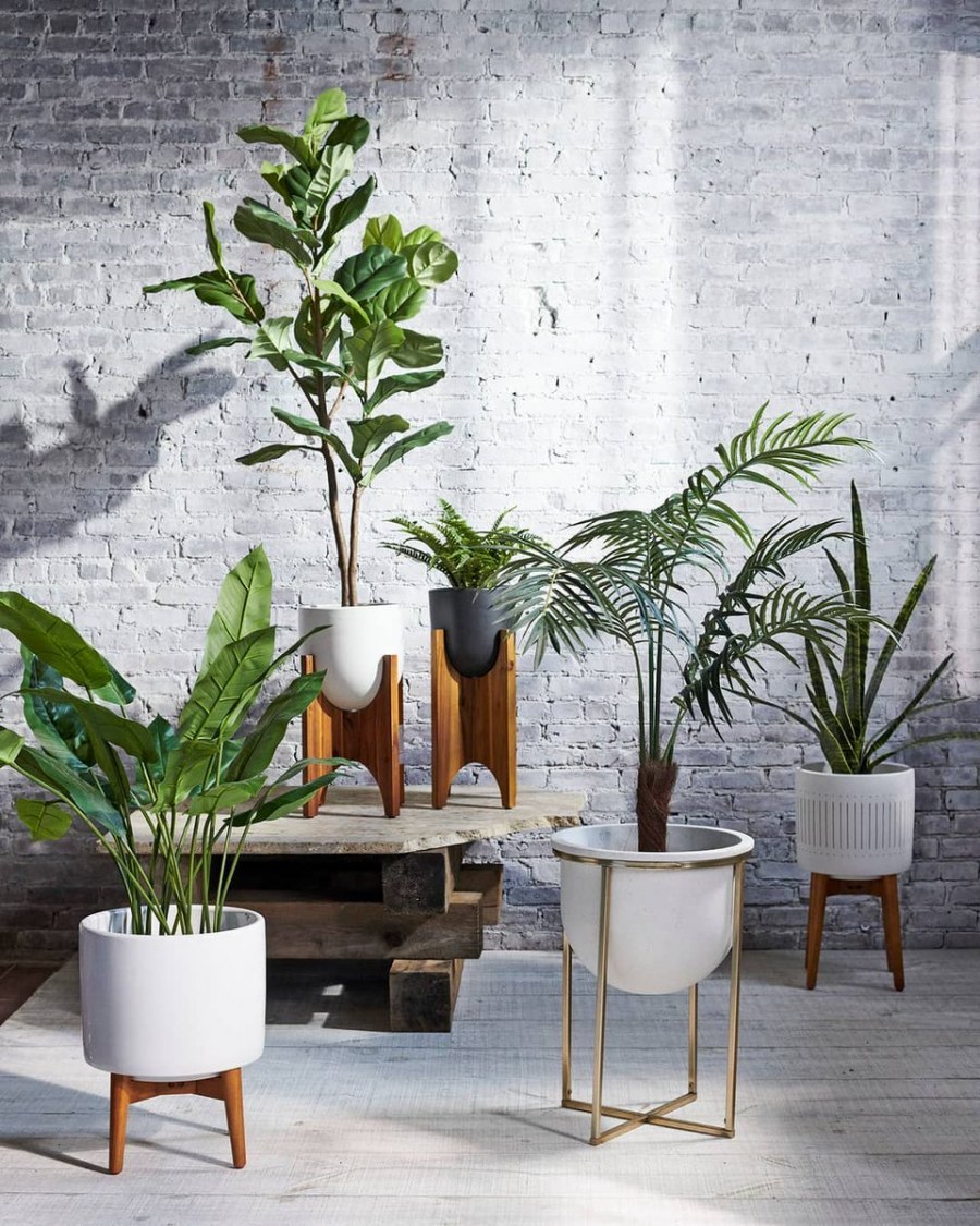 Лофт замиокулькас