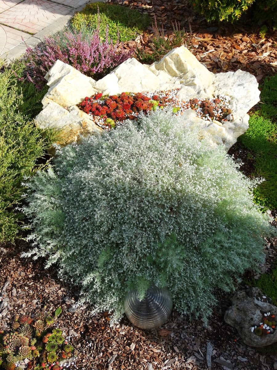 Полынь Шмидта Нана