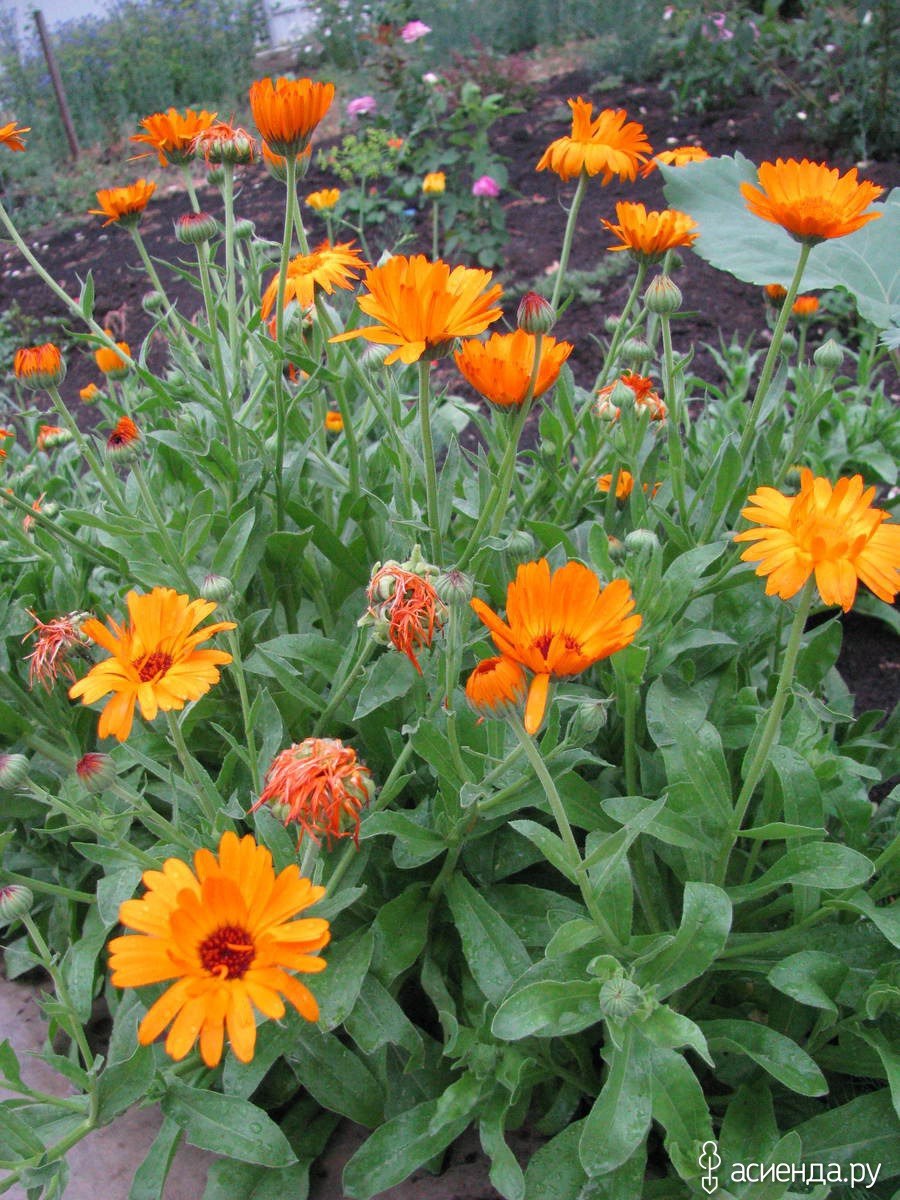 Календула Меригольд