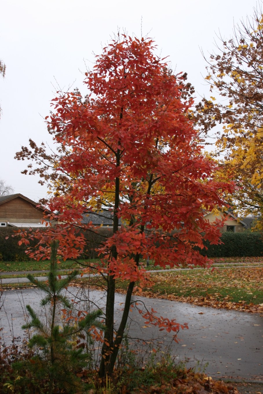 Рябина смешанная Додонг