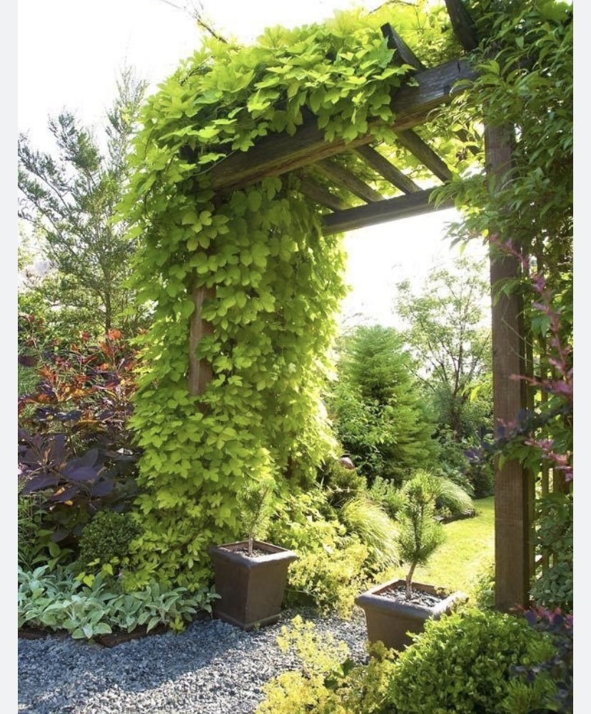 Пергола Берсо