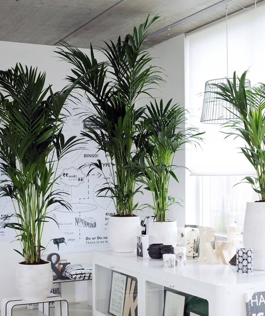 Пальма Ховея листья