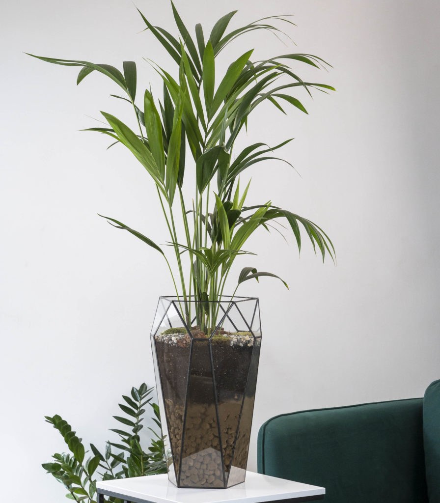 Пальма Ховея в интерьере