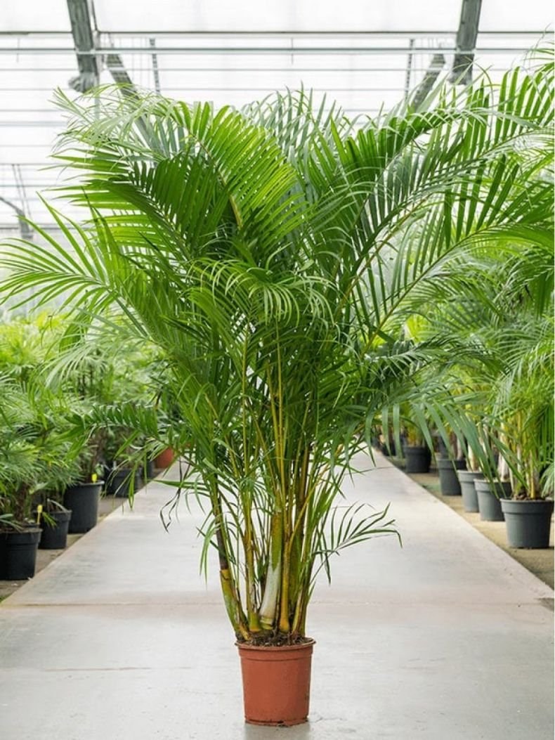 Пальма Ховея Форстера