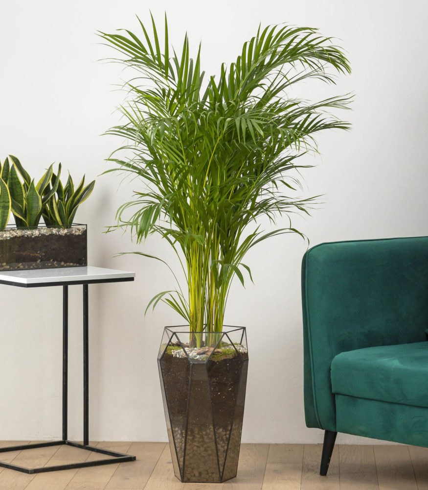 Дипсис цветок