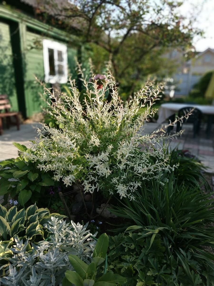 Ива Хакуро нишики