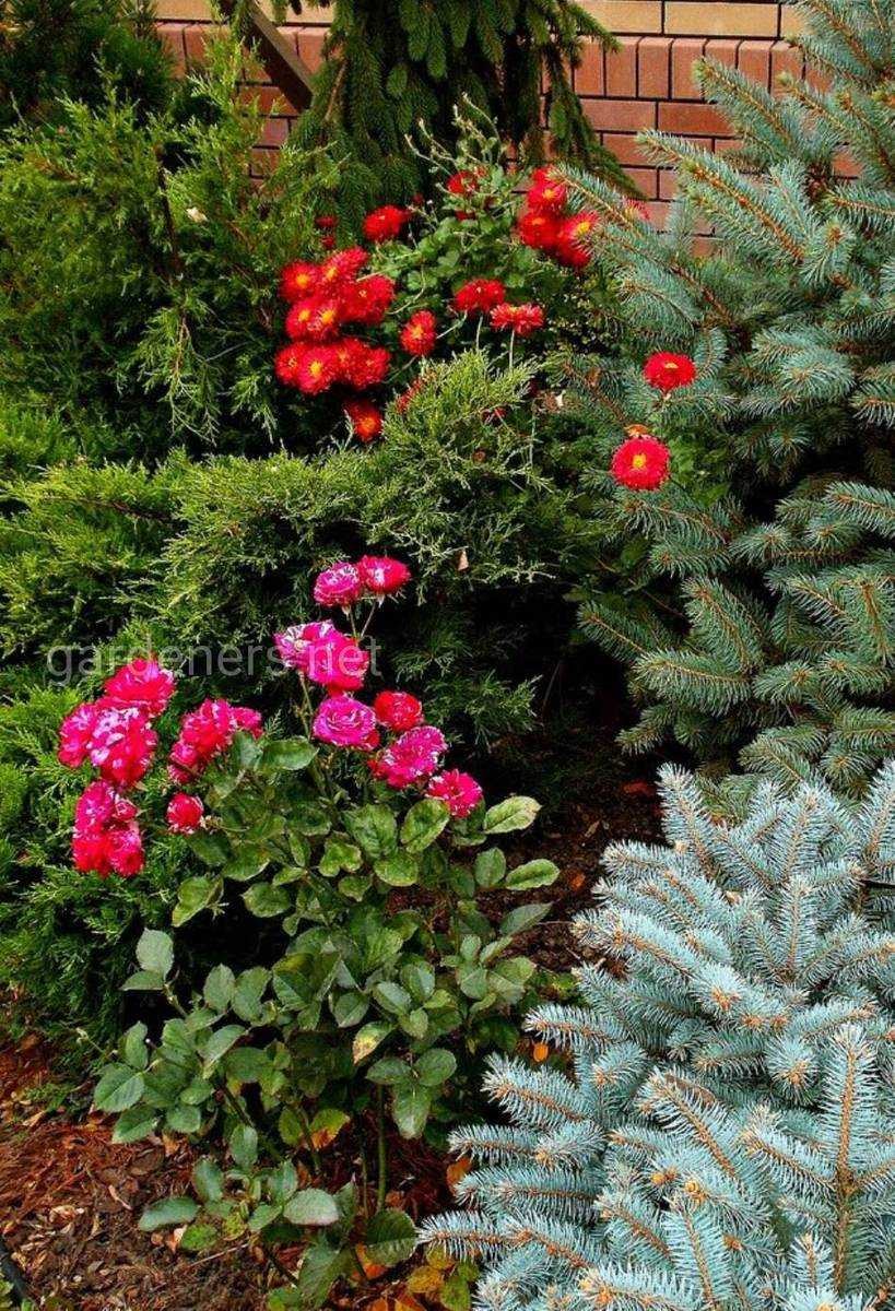 Глаука Глобоза на штамбе