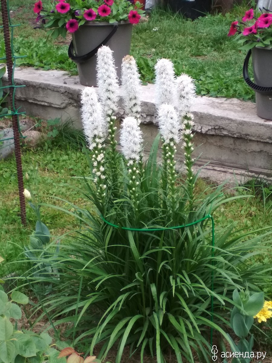 Лиатрис Флористан Уайт