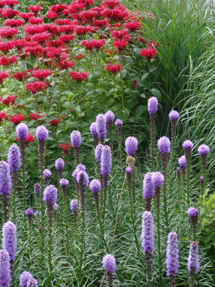 Лиатрис миксбордер