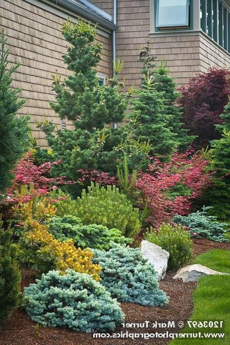 Миксбордер с можжевельником и барбарисом