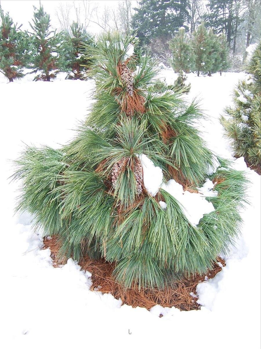 Сосна Шверина Витхорст Pinus schwerinii Wiethorst
