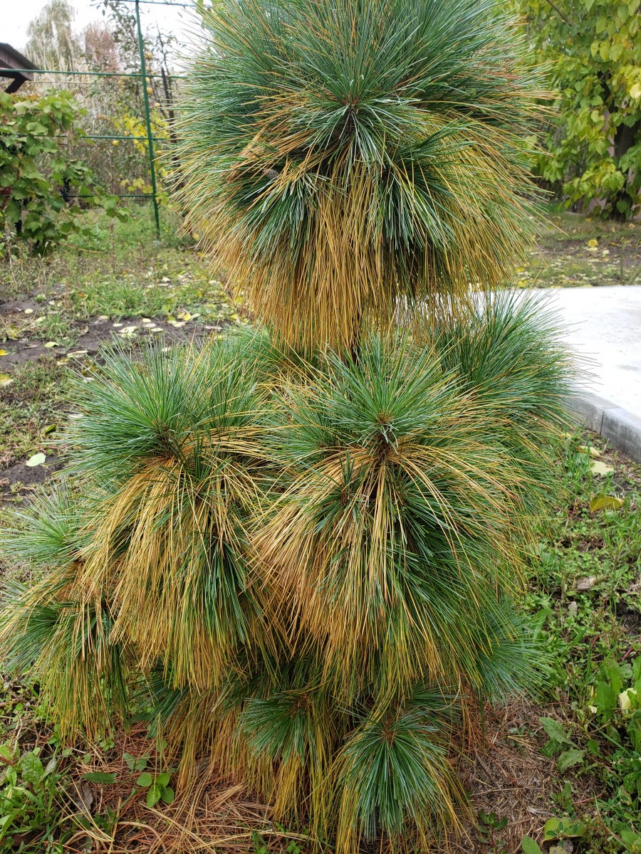 Шверина Витхорст