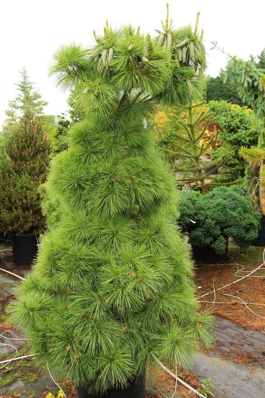 Сосна Шверина Wiethorst