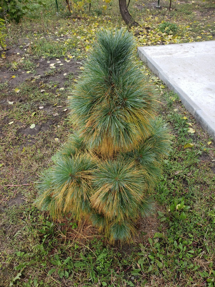 Сосна Шверина Витхорст Pinus schwerinii Wiethorst