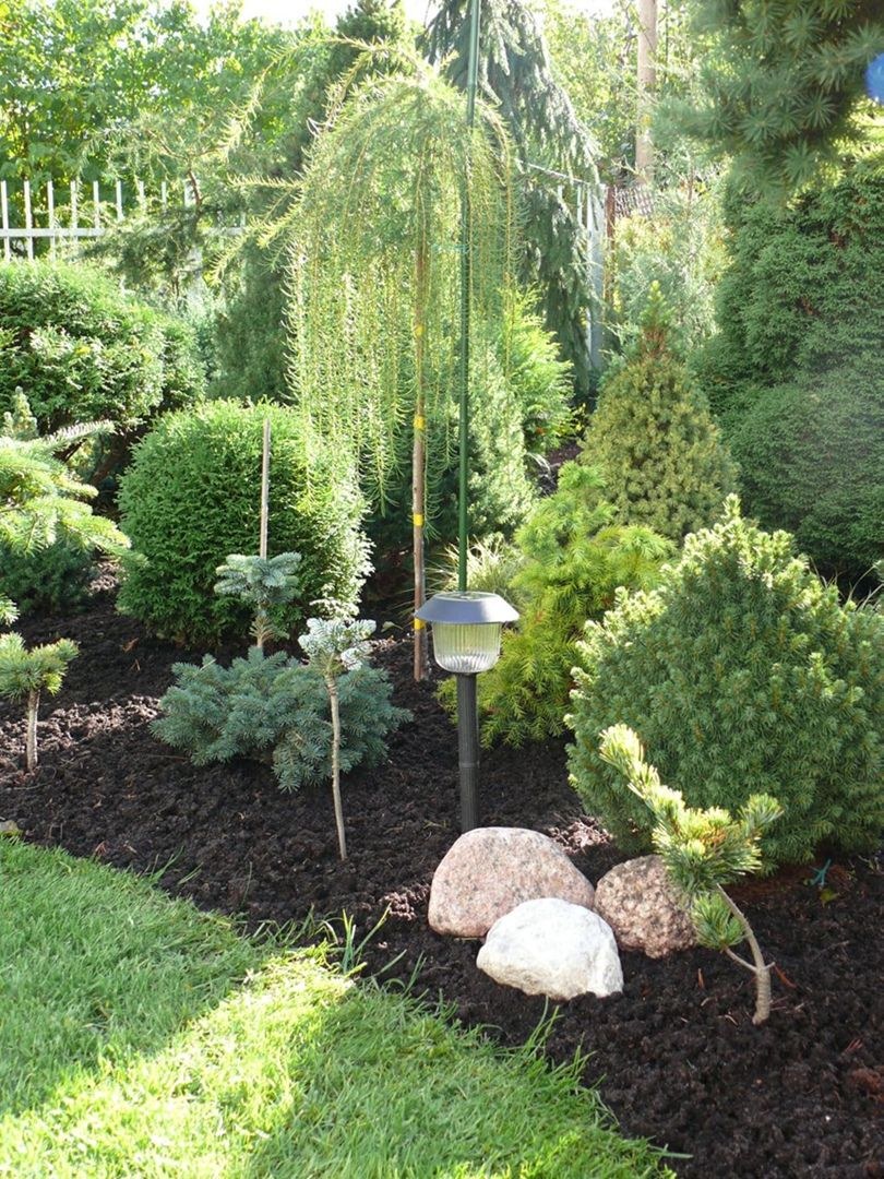 Лиственница Пендула и гортензия