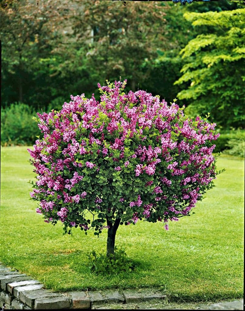 Сирень Мейера Палибин штамбовая