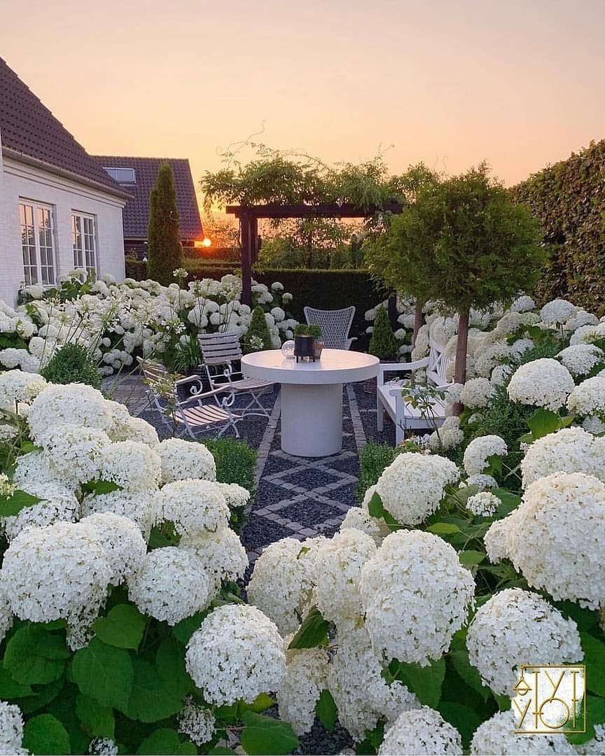 Гортензия древовидная метельчатая