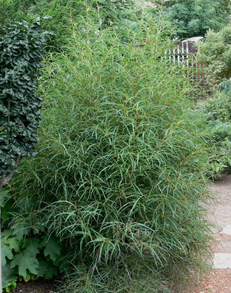 Крушина ломкая Аспленифолия