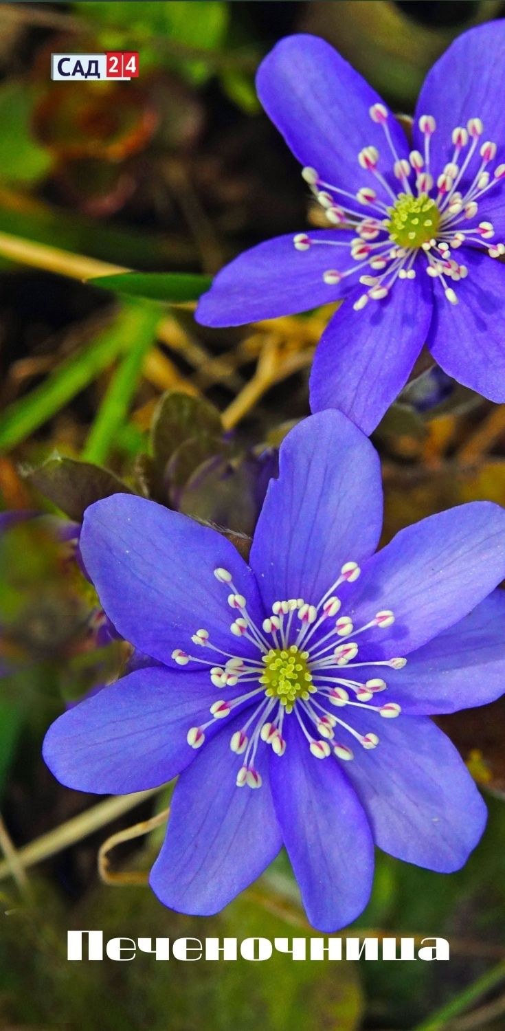 Цветок печеночница фото и описание