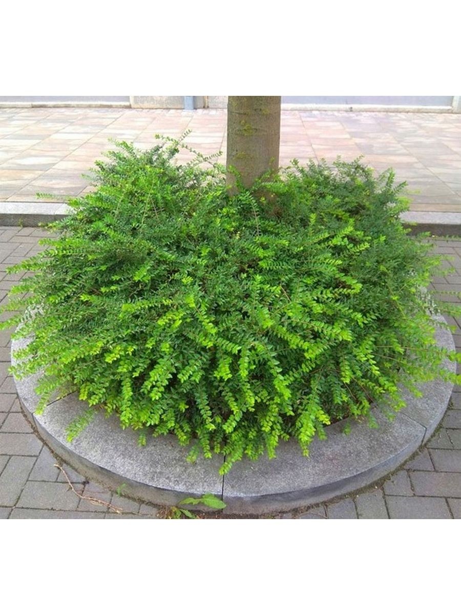 Жимолость блестящая Майгрюн