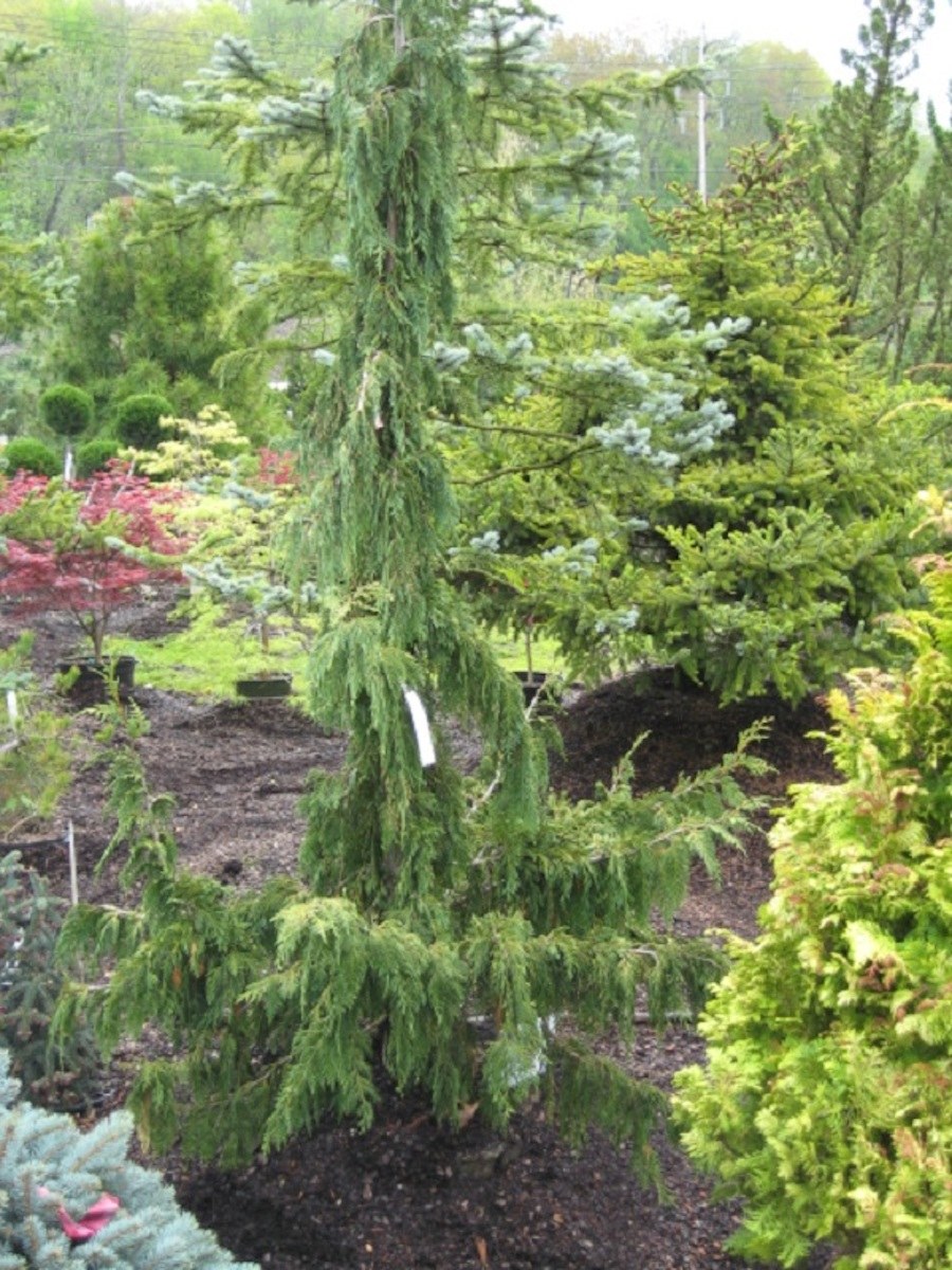 Кипарисовик нутканский Грин Эрроу