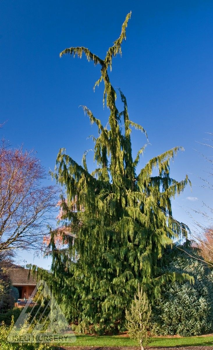 Кипарисовик нутканский Глаука