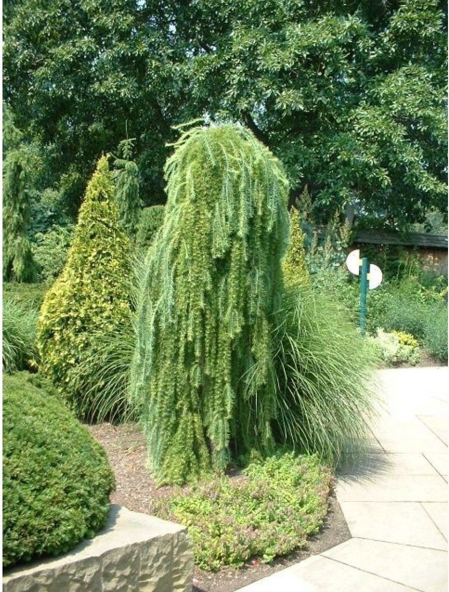 Лиственница Пендула