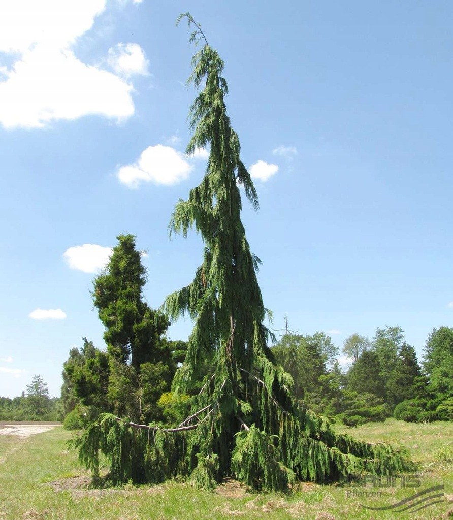 Кипарис нутканский Пендула