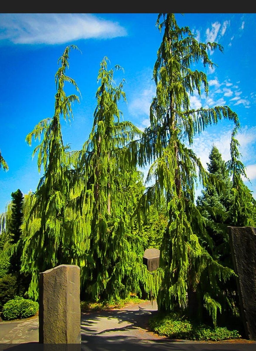 Кипарисовик нутканский Пендула