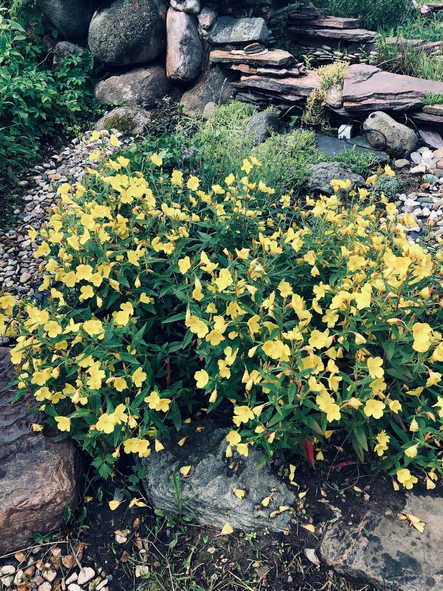 Энотера Пиноккио