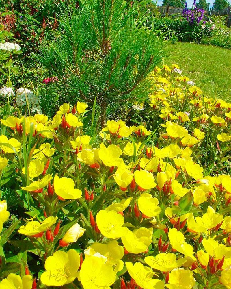 Энотера ослинник