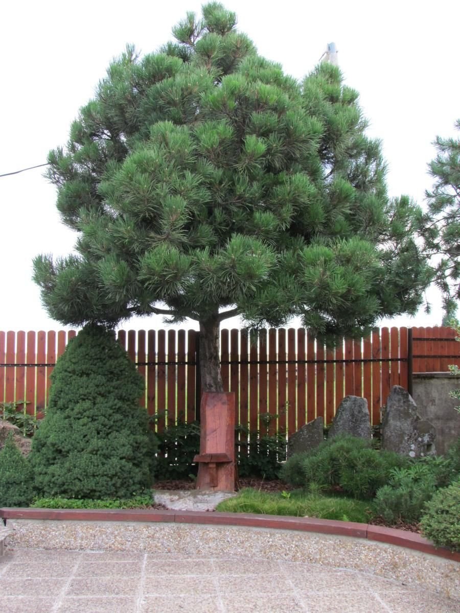 Румелийская сосна ниваки