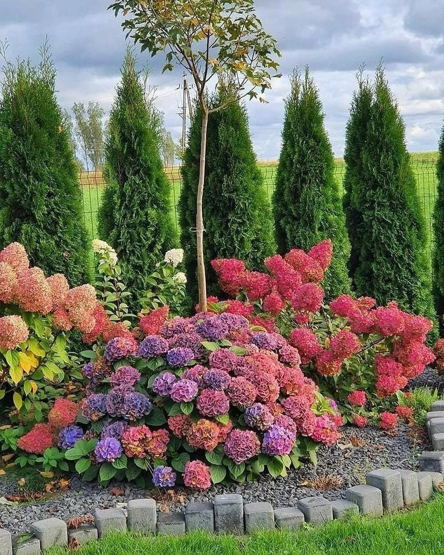 Гортензия Лаймлайт изгородь