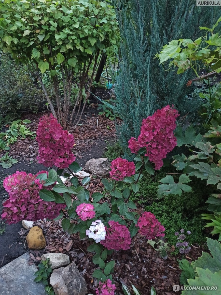 Гортензия Самарская Лидия