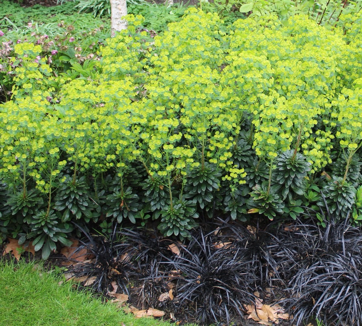 15 Chartreuse Mediterranean Spurge Euphorbia Seeds