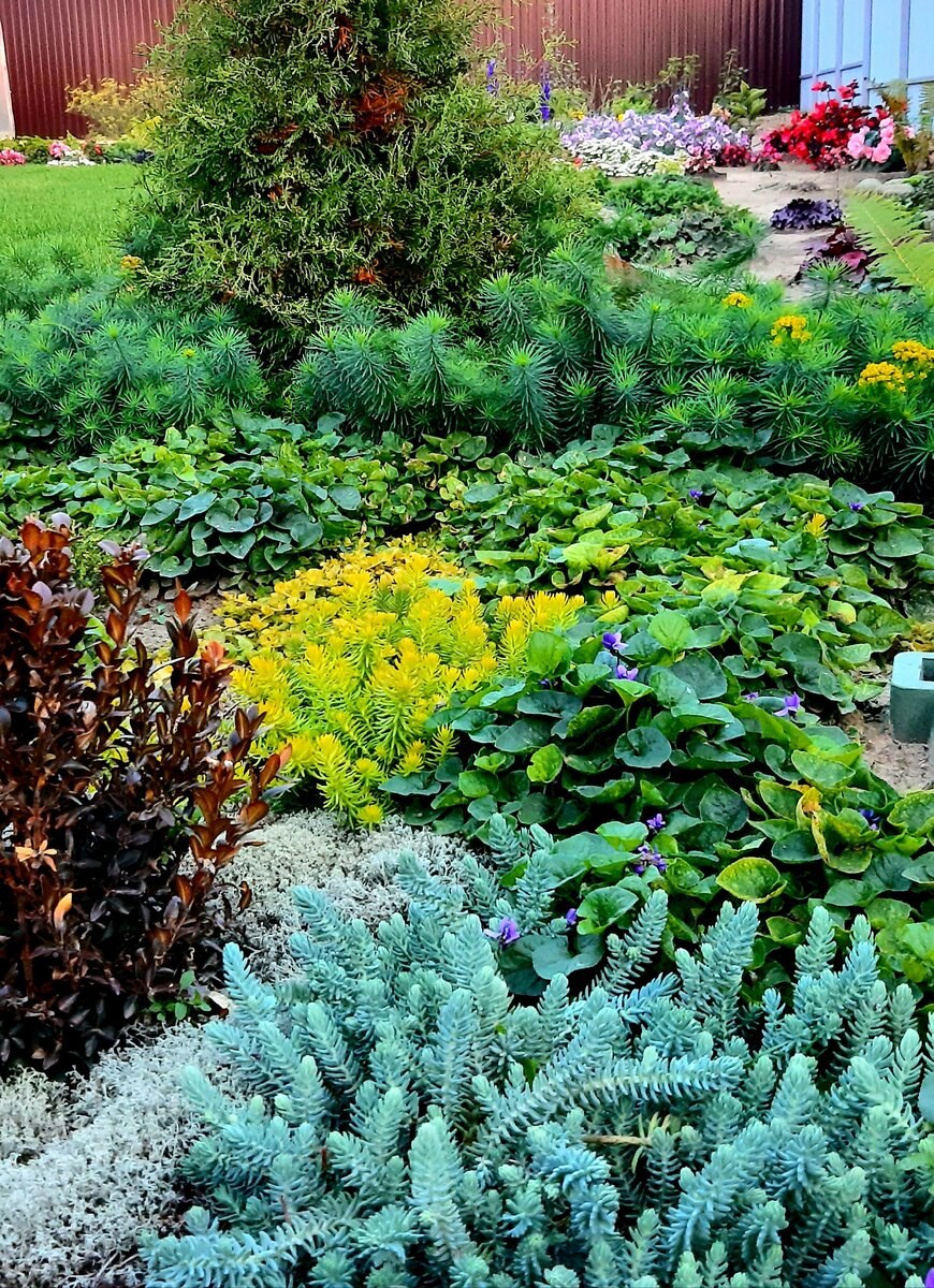 Молочай кипарисовый елочка