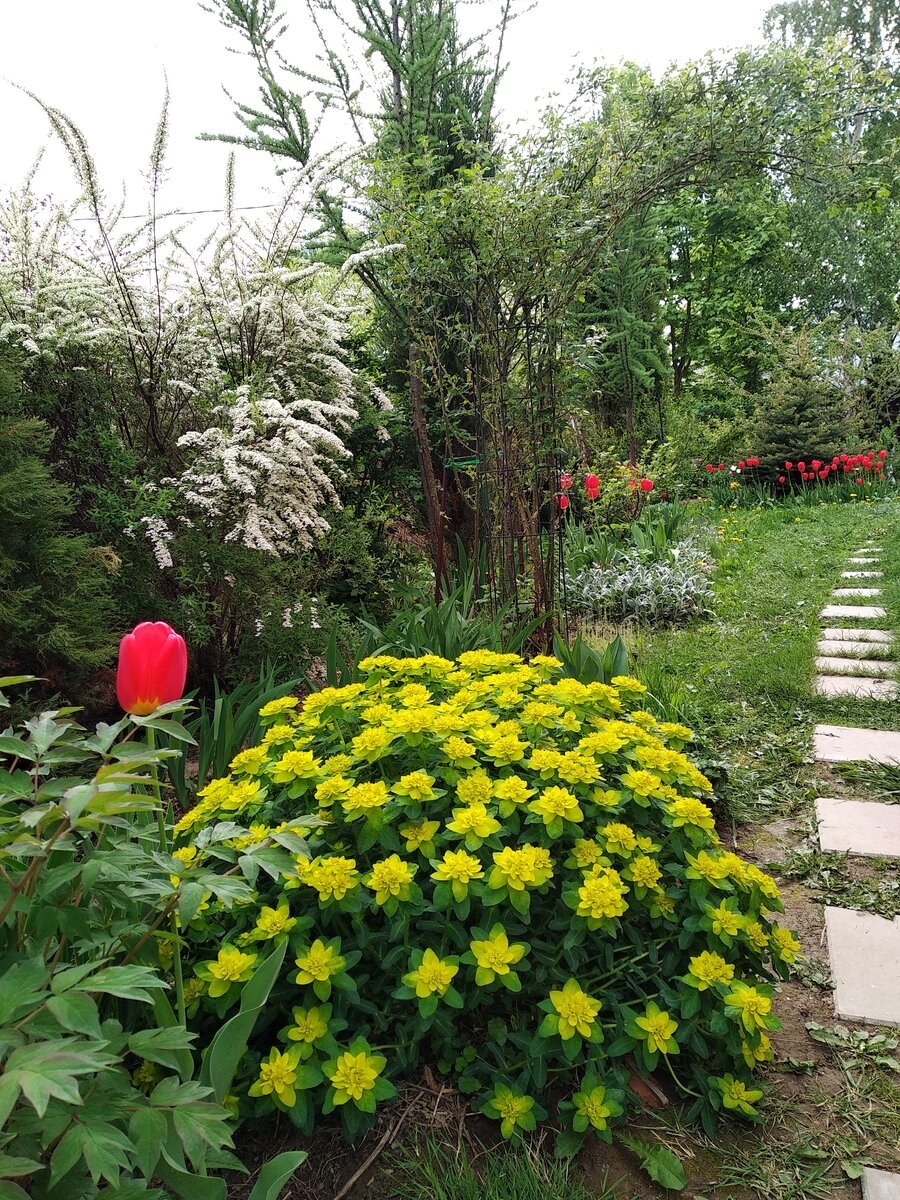 Молочай многоцветковый