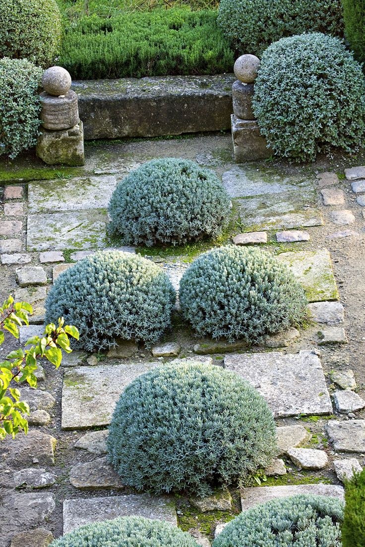 Сантолина зеленая вечнозелёный кустарник