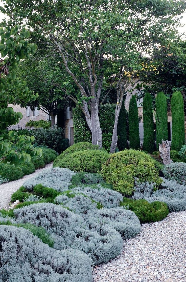 Сантолина в ландшафтном