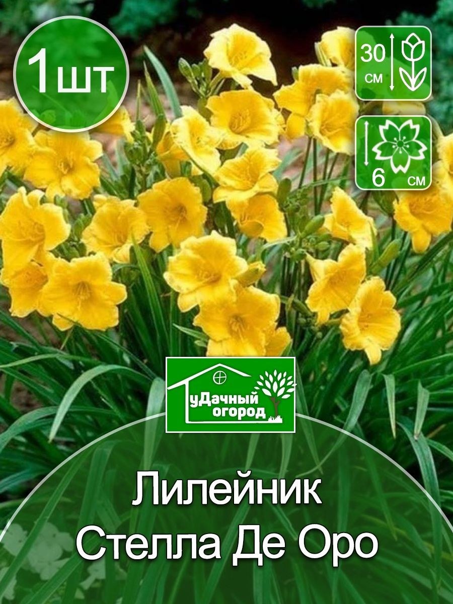 Лилейник Стелла де Оро