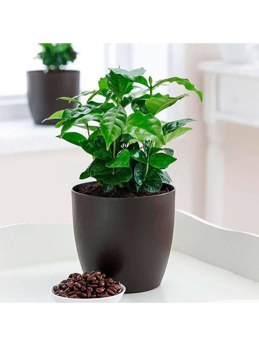 Дерево кофе Арабика