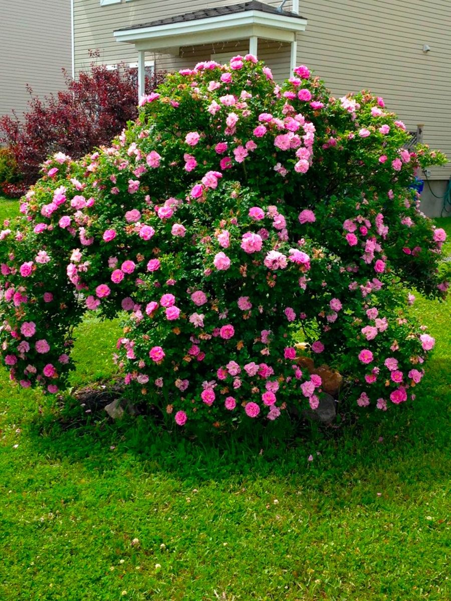 Роза ругоза ритаусма