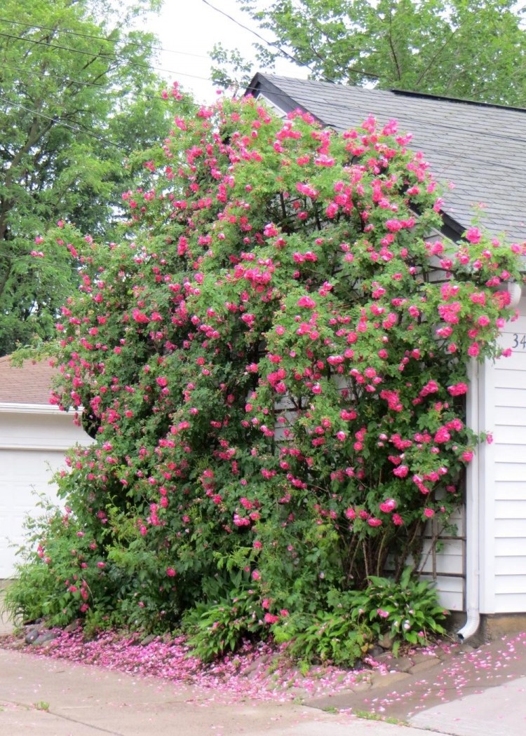 William Baffin роза