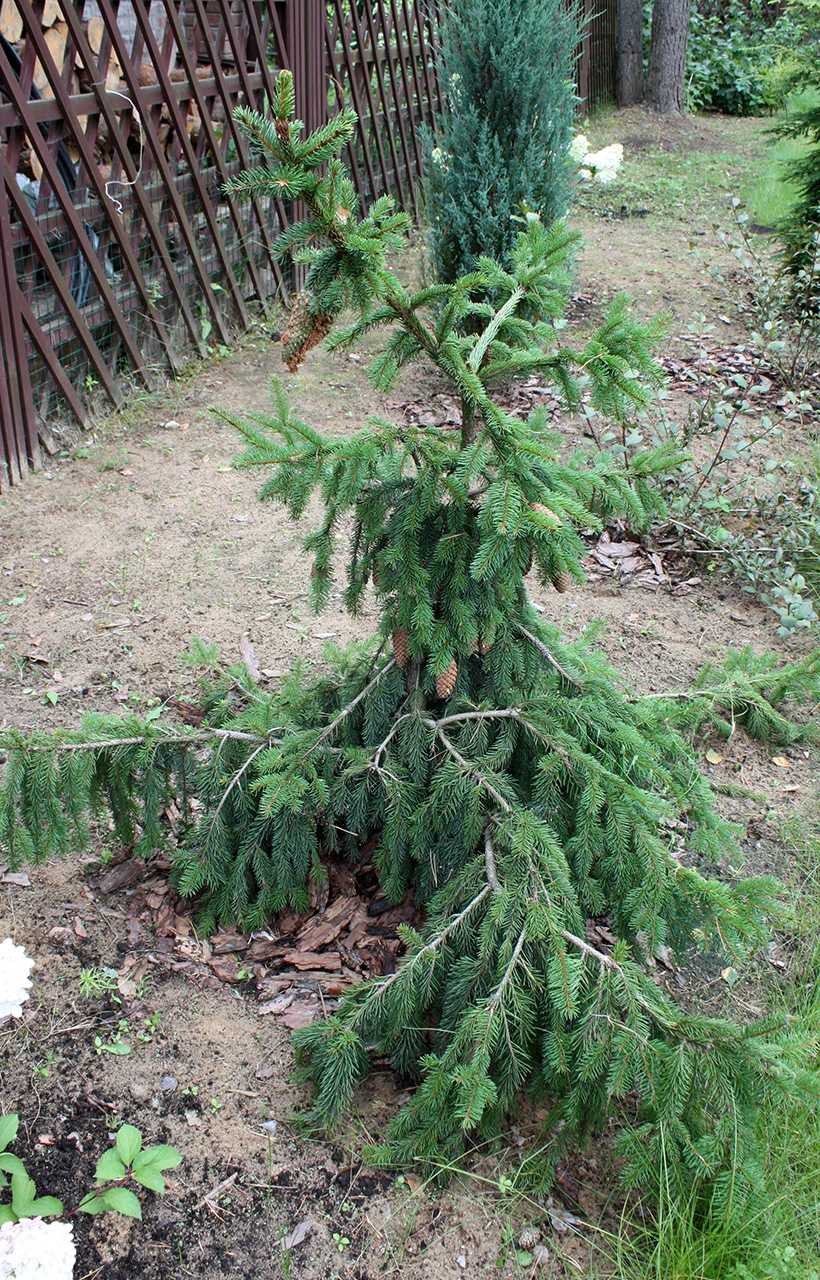 Пихта Акрокона