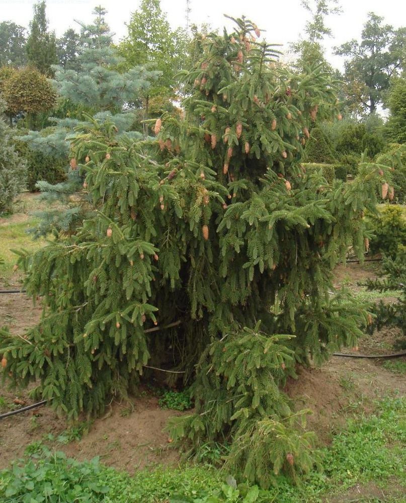 Ель Акрокона