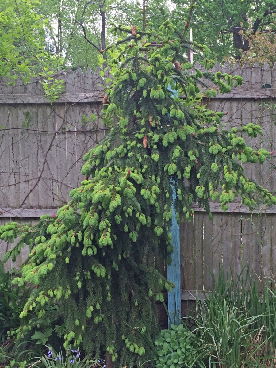 Ель обыкновенная Акрокона