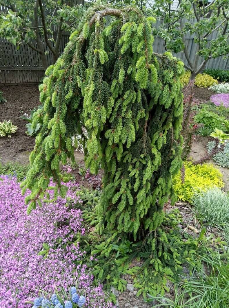 Picea Abies Инверса