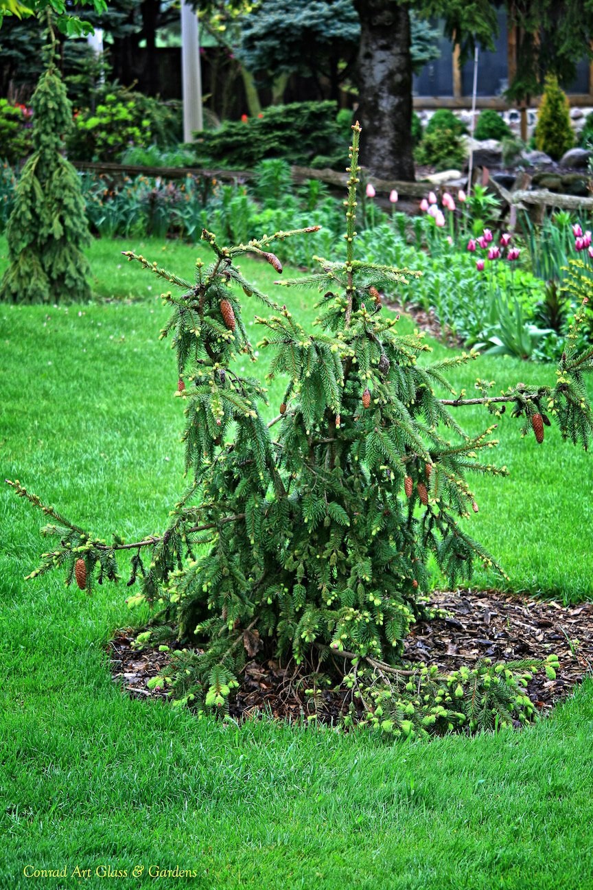 Пендула ель, Акрокона ель