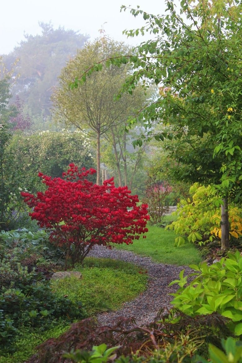 Бересклет Европейский бородавчатый